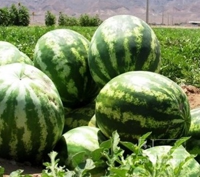 فروش هندوانه گرد