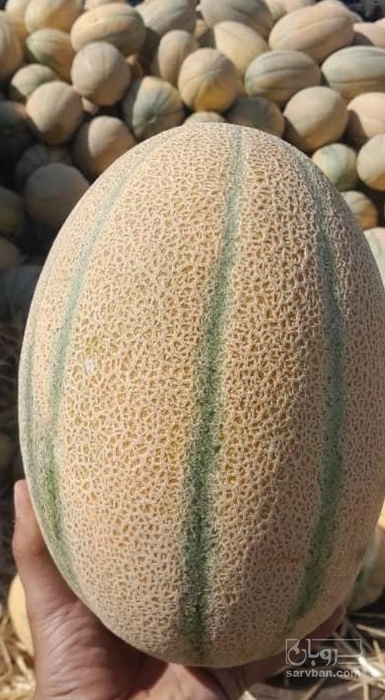 فروش طالبی جانا