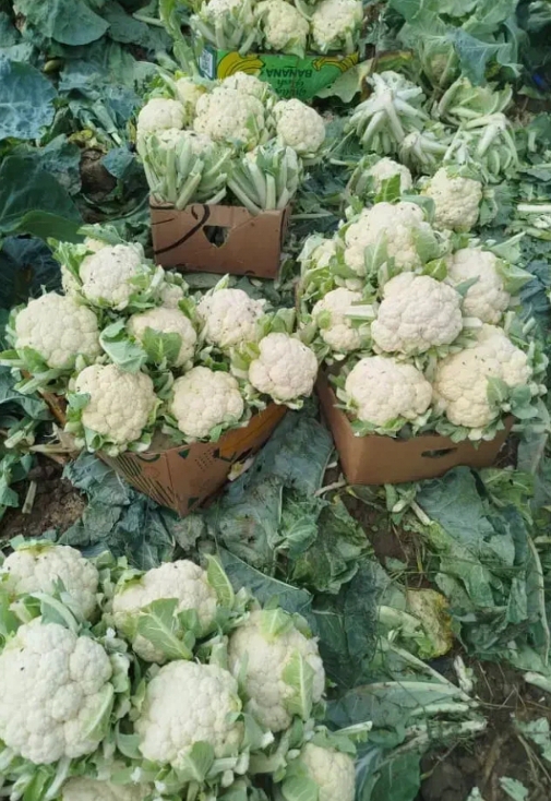 فروش گل کلم