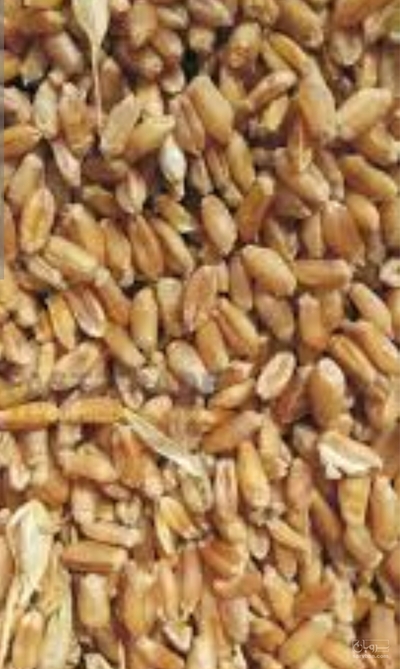 فروش گندم