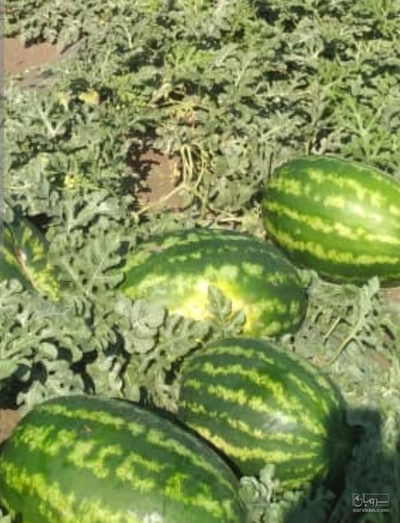 فروش هندوانه