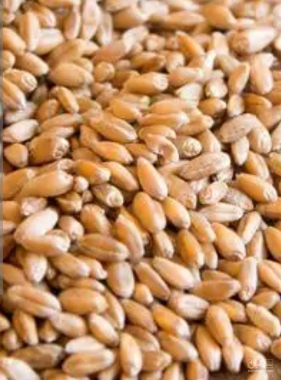فروش گندم