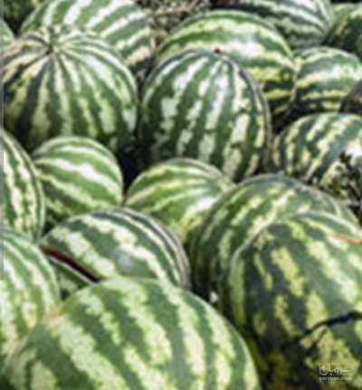 فروش هندوانه