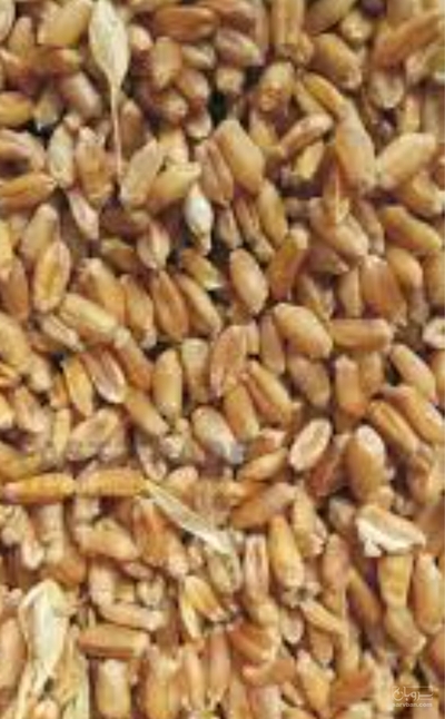 فروش گندم