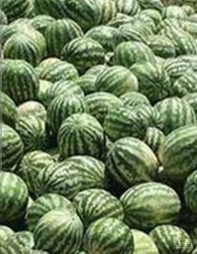 فروش هندوانه