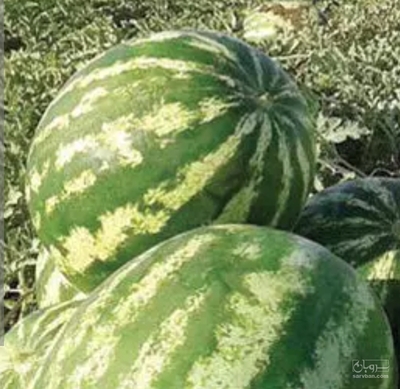 فروش هندوانه