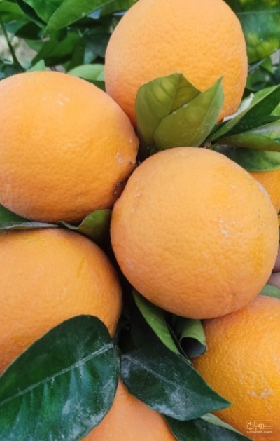 فروش پرتقال