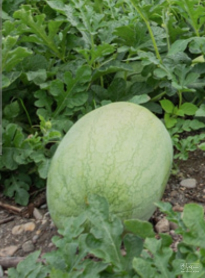 فروش هندوانه