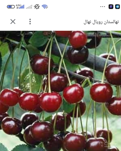 فروش آلبالو