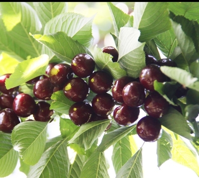 فروش گیلاس
