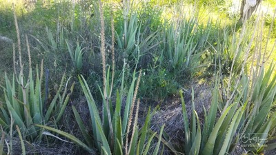 فروش آلوئه ورا (گیاه‌ دارویی)