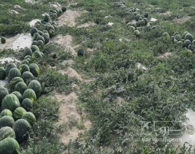 فروش هندوانه