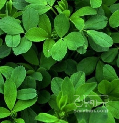 فروش یونجه