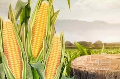فروش ذرت