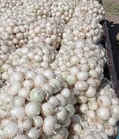 فروش پیاز سفید