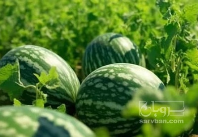 فروش هندوانه