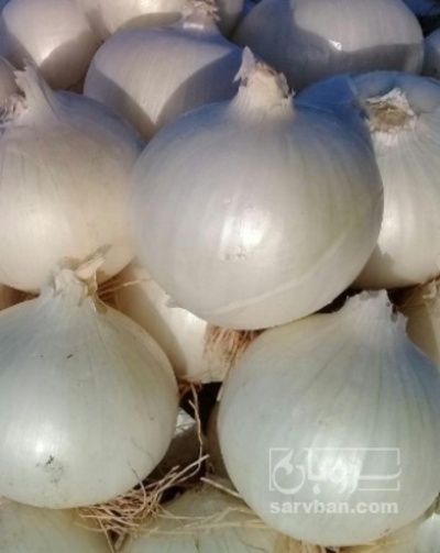 فروش پیاز سفید