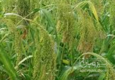 فروش ارزن