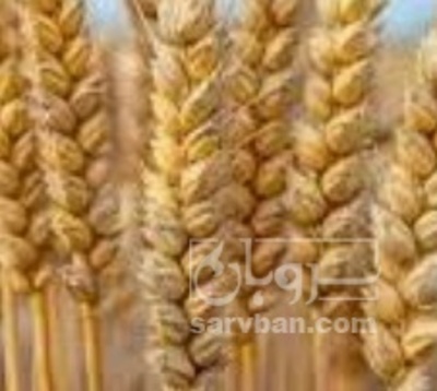 فروش گندم