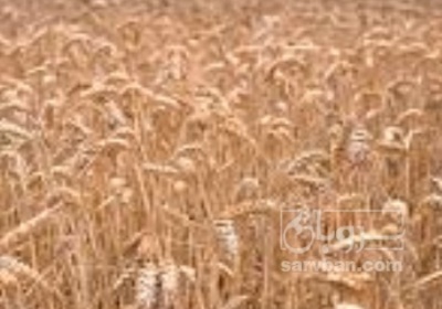 فروش گندم