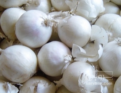 فروش پیاز سفید