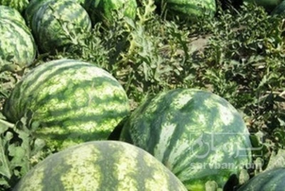 فروش هندوانه