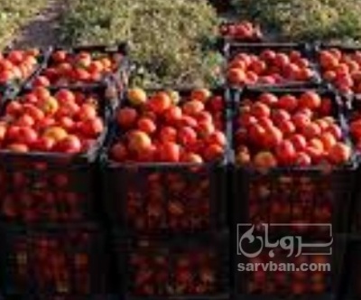 فروش گوجه فرنگی