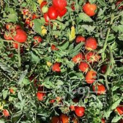 فروش گوجه فرنگی سانسید