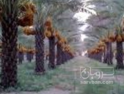 فروش خرما