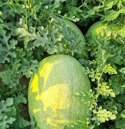 فروش هندوانه