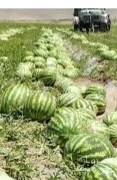 فروش هندوانه