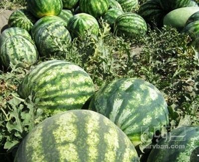 فروش هندوانه