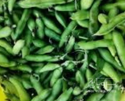 فروش باقلا تازه - باقالی - باقالا