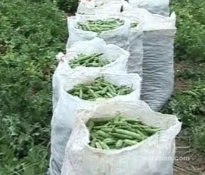 فروش نخود فرنگی