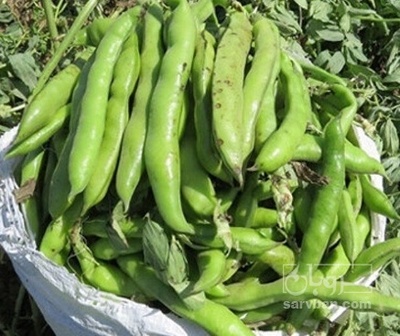 فروش باقلا تازه - باقالی - باقالا