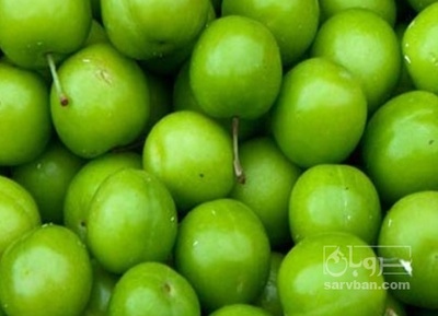 فروش گوجه سبز