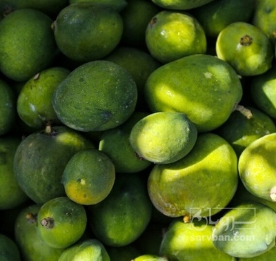 فروش انبه کال