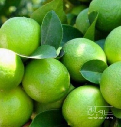 فروش لیموترش