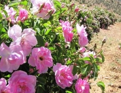 فروش گل محمدی (گیاه‌ دارویی)