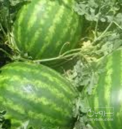 فروش هندوانه