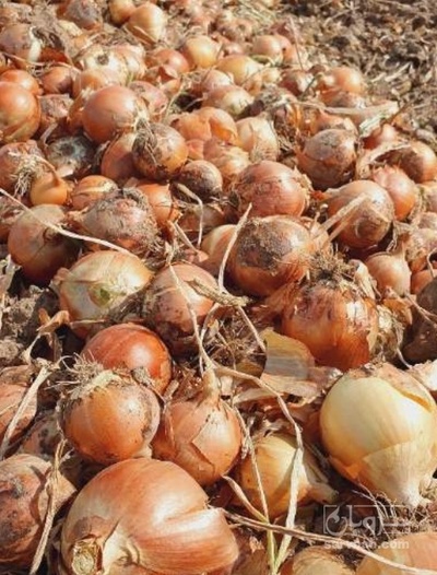 فروش پیاز زرد