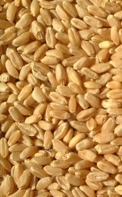 فروش گندم