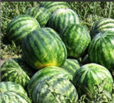 فروش هندوانه