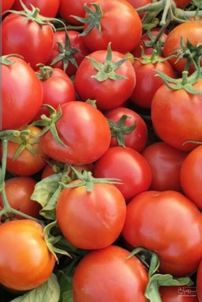 فروش گوجه فرنگی