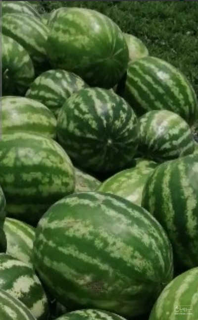 فروش هندوانه