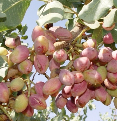 فروش پسته