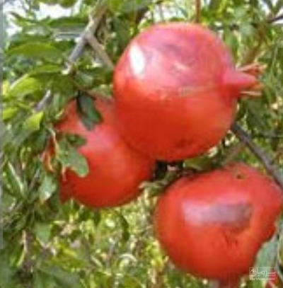 فروش انار