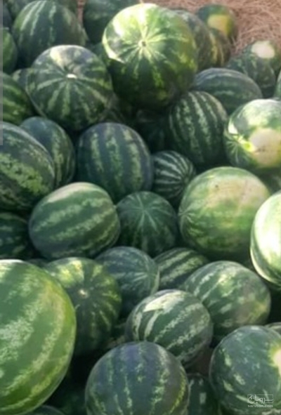 فروش هندوانه