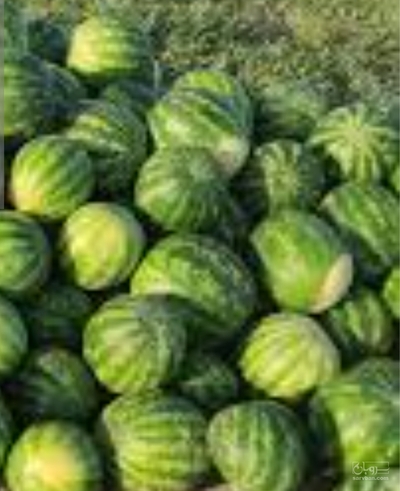 فروش هندوانه