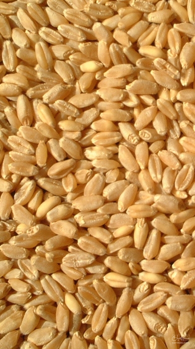 فروش گندم